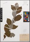 Foto von Salix caprea L. x Salix grandifolia Ser.